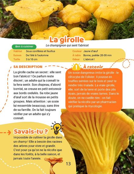Une page du cahier : Champignons, la girolle