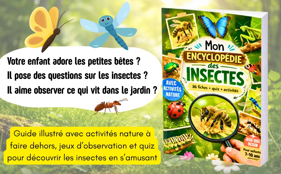 Encyclopédie insectes — présentation des chapitres