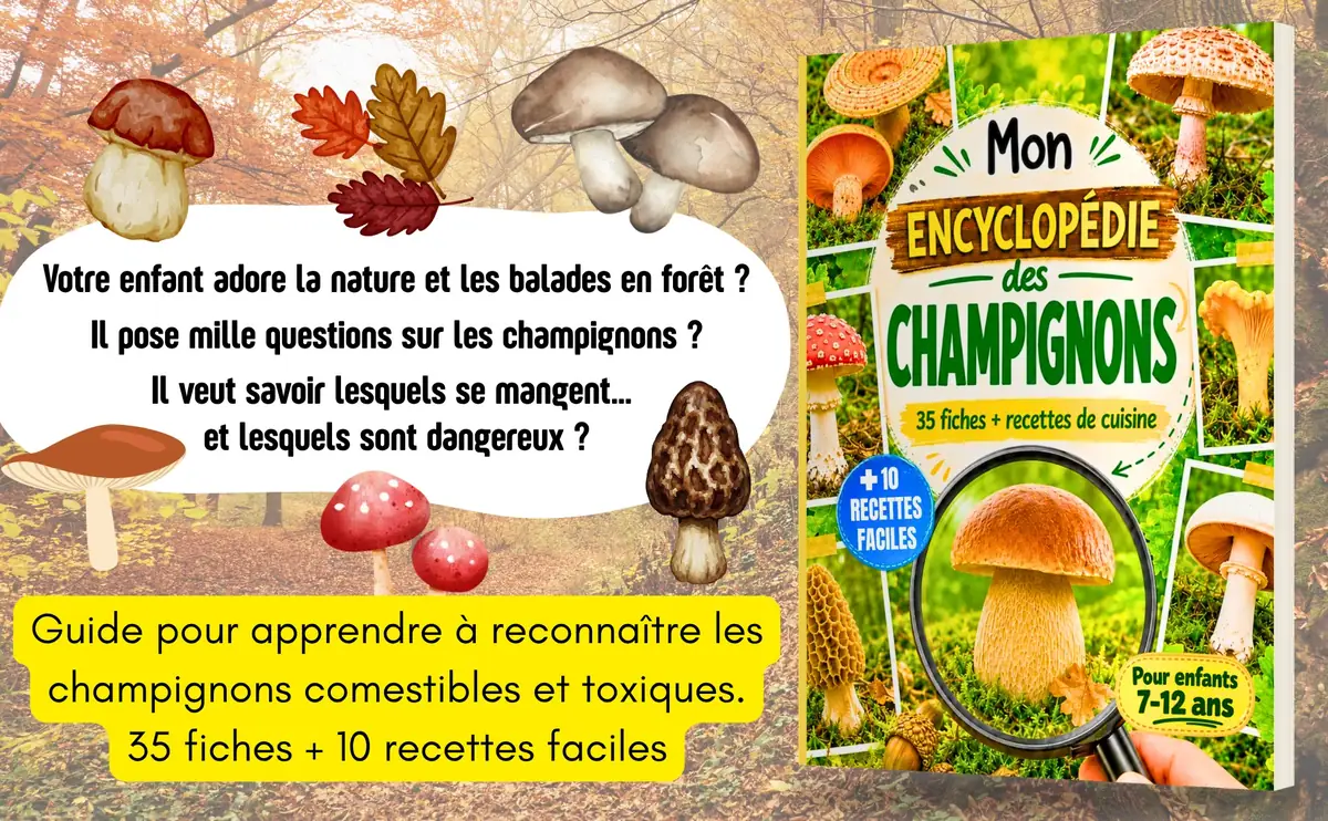 Présentation du livre Mon Encyclopédie des Champignons : un guide pour les 7-12 ans, 35 fiches et 10 recettes faciles