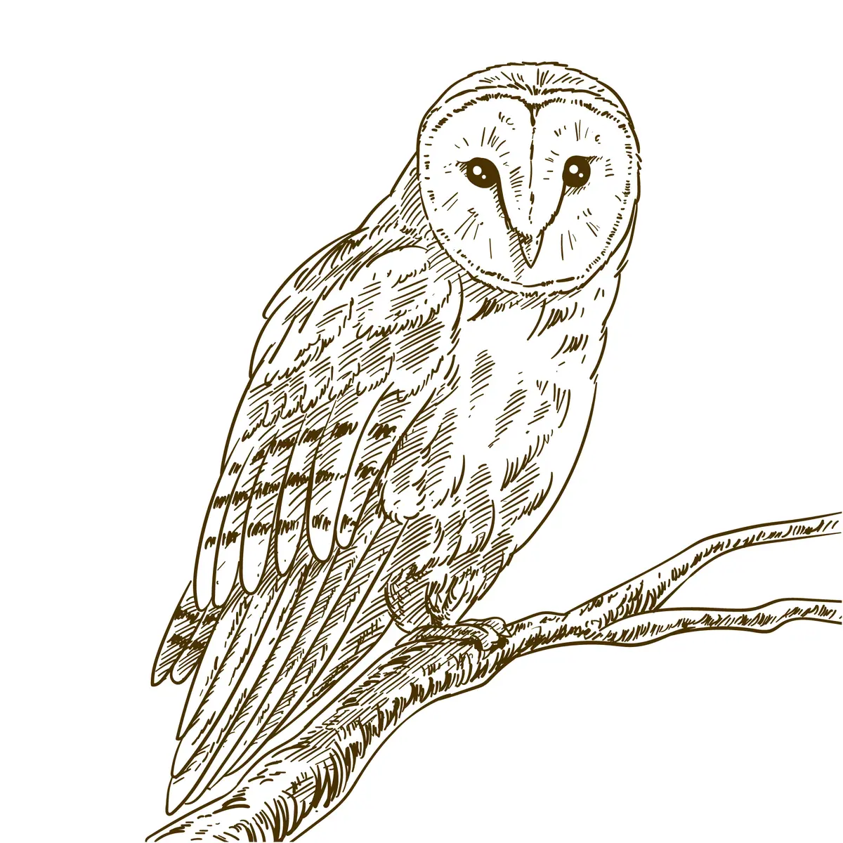 Coloriage chouette effraie cœur blanc realiste sur branche a imprimer
