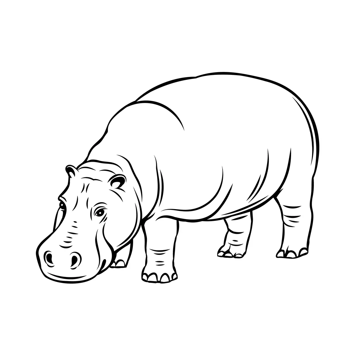 Coloriage hippopotame realiste adulte detaille profil a imprimer