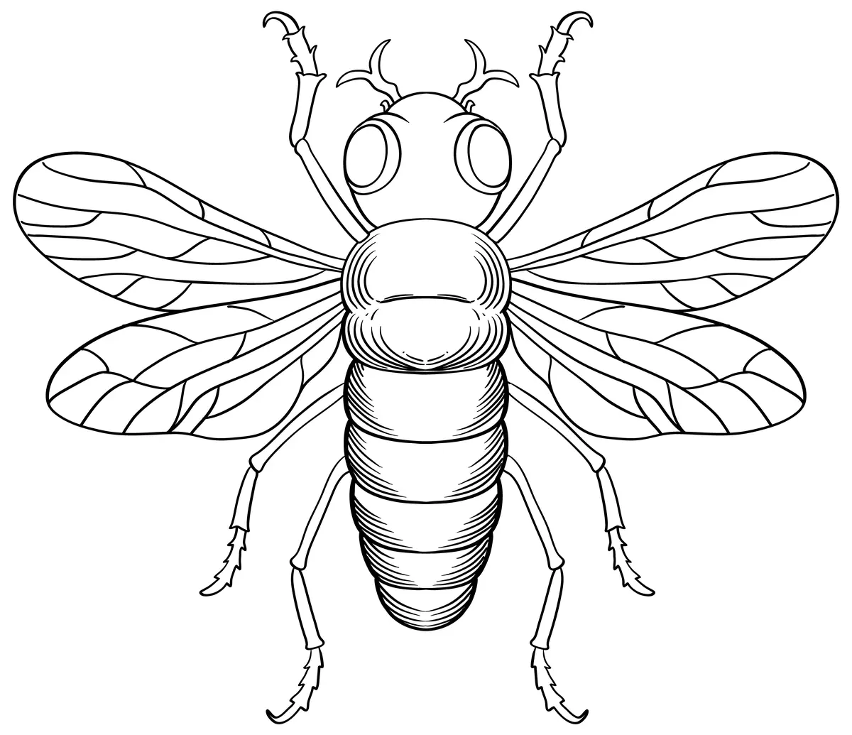 Coloriage detaille grand insecte aile symetrique vu de dessus a imprimer
