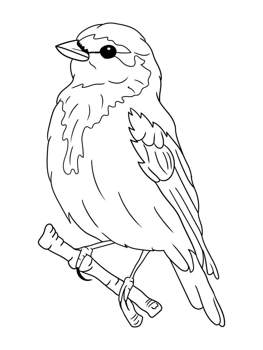 Coloriage moineau aux traits simples sur petite branche à imprimer