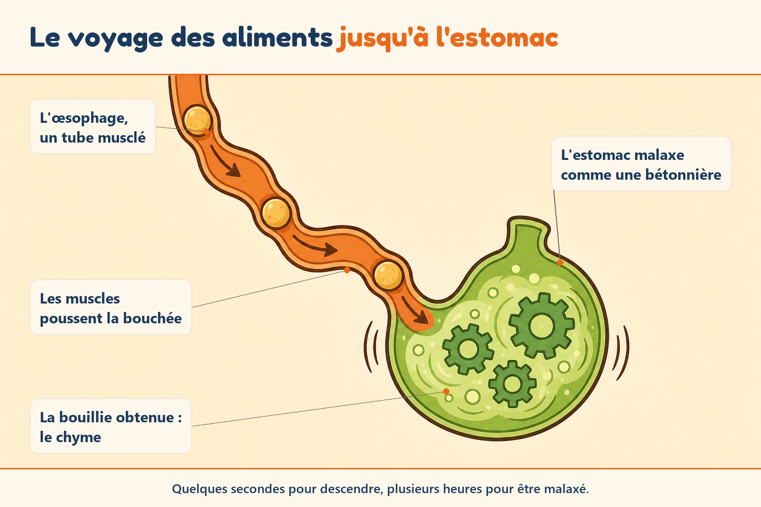Schéma simplifié du système digestif montrant le trajet des aliments pour les enfants