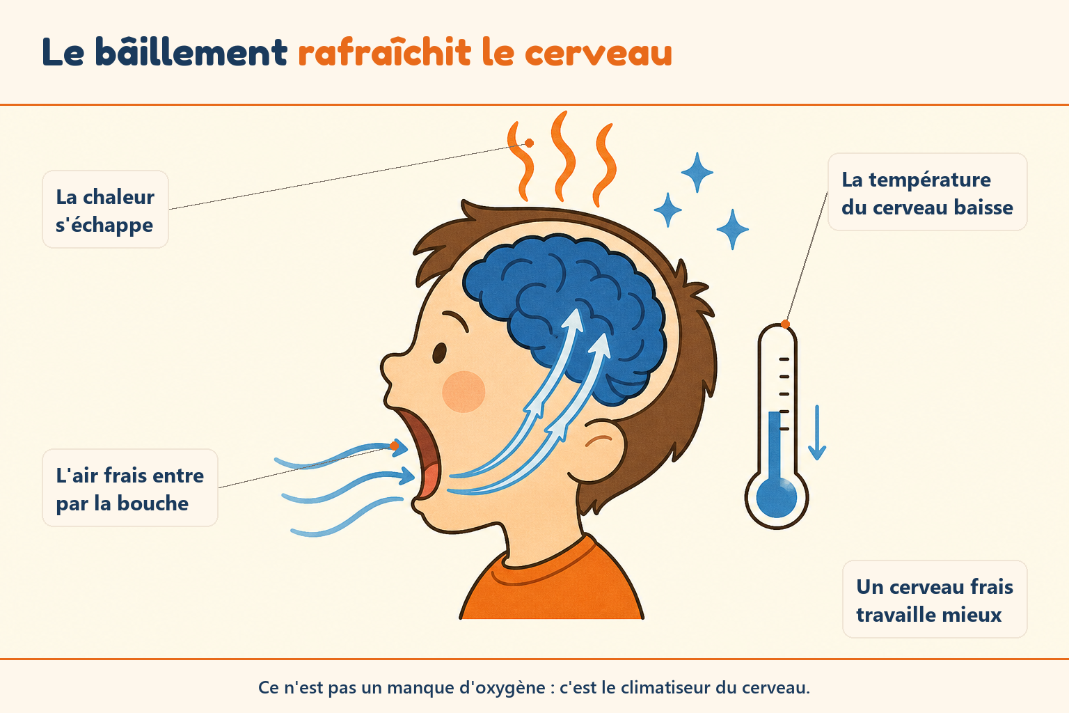 Illustration du mécanisme de refroidissement cérébral par le bâillement